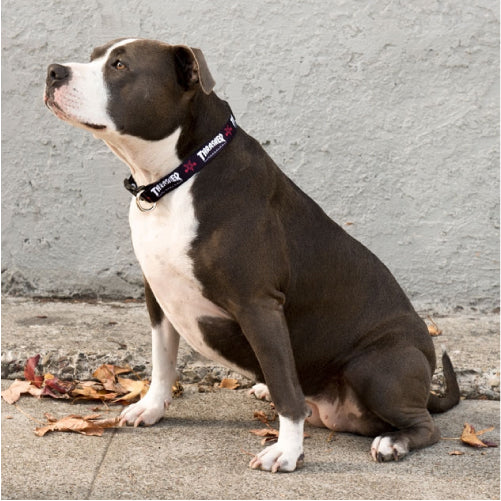 Thrasher Skategoat Dog Collar 1" - Image 2